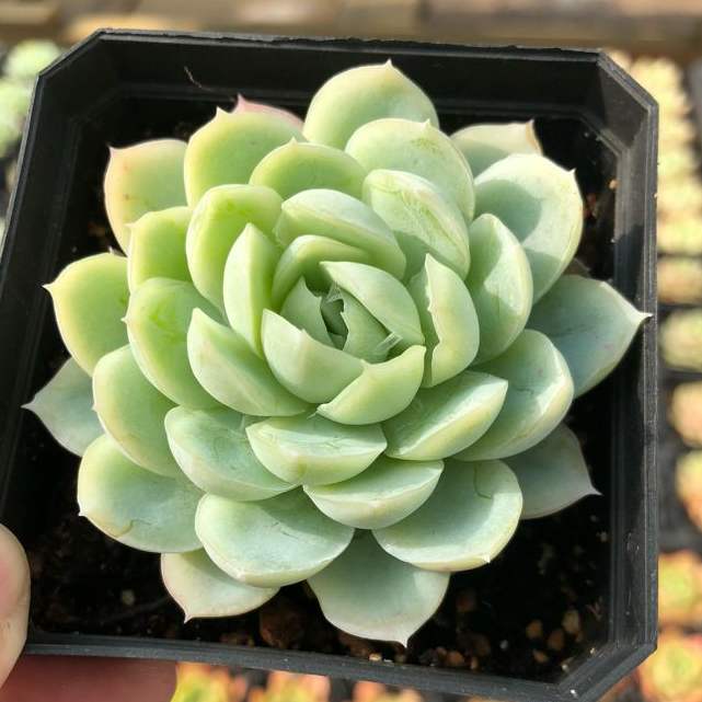 1000种多肉植物图鉴大全大图,景天科1000种多肉植物图鉴