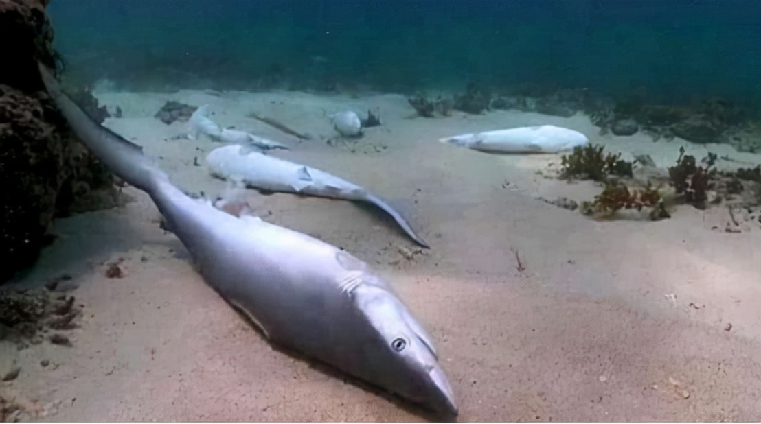 哥伦比亚最新抓捕消息,哥伦比亚抓捕犯