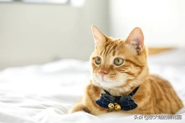 不让猫生小猫的方法,让不让猫咪生孩子