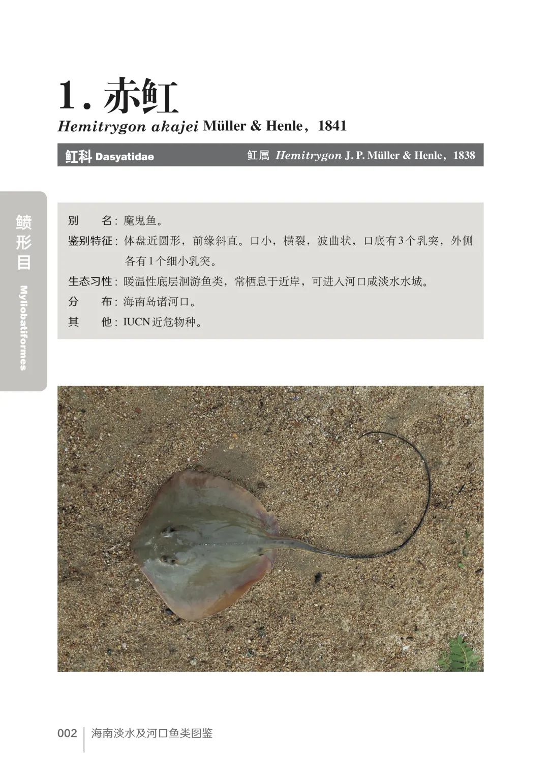 盘点那些大到离谱的淡水鱼,各种淡水鱼你认识吗