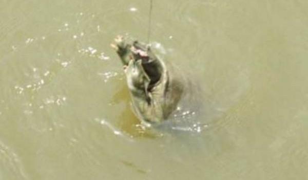 钓甲鱼最好的方法,甲鱼几月份最好钓