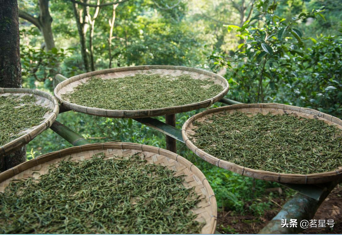 麻黑古树普洱茶特点,麻黑石门坎和麻黑古树的区别