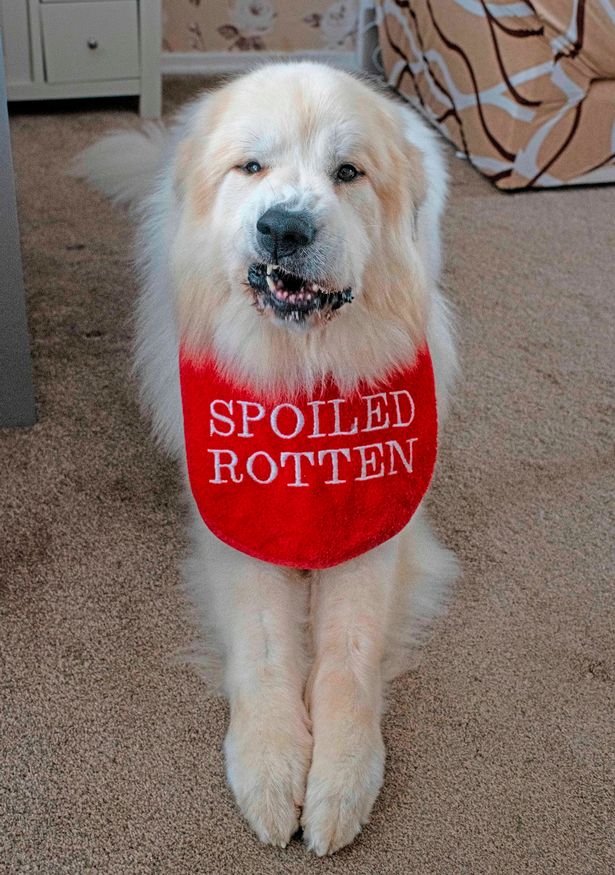 英国首相金毛哗众取宠,英国大金毛