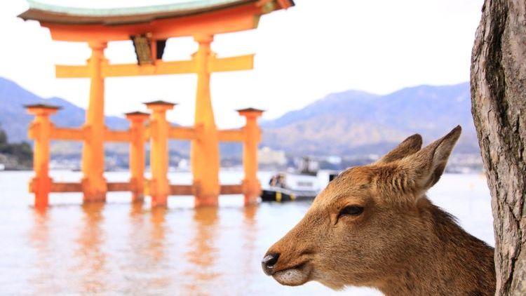 浜虹墿楗涔犳儻,浜虹墿椋庢櫙缇庨鎬庝箞瀹夋帓