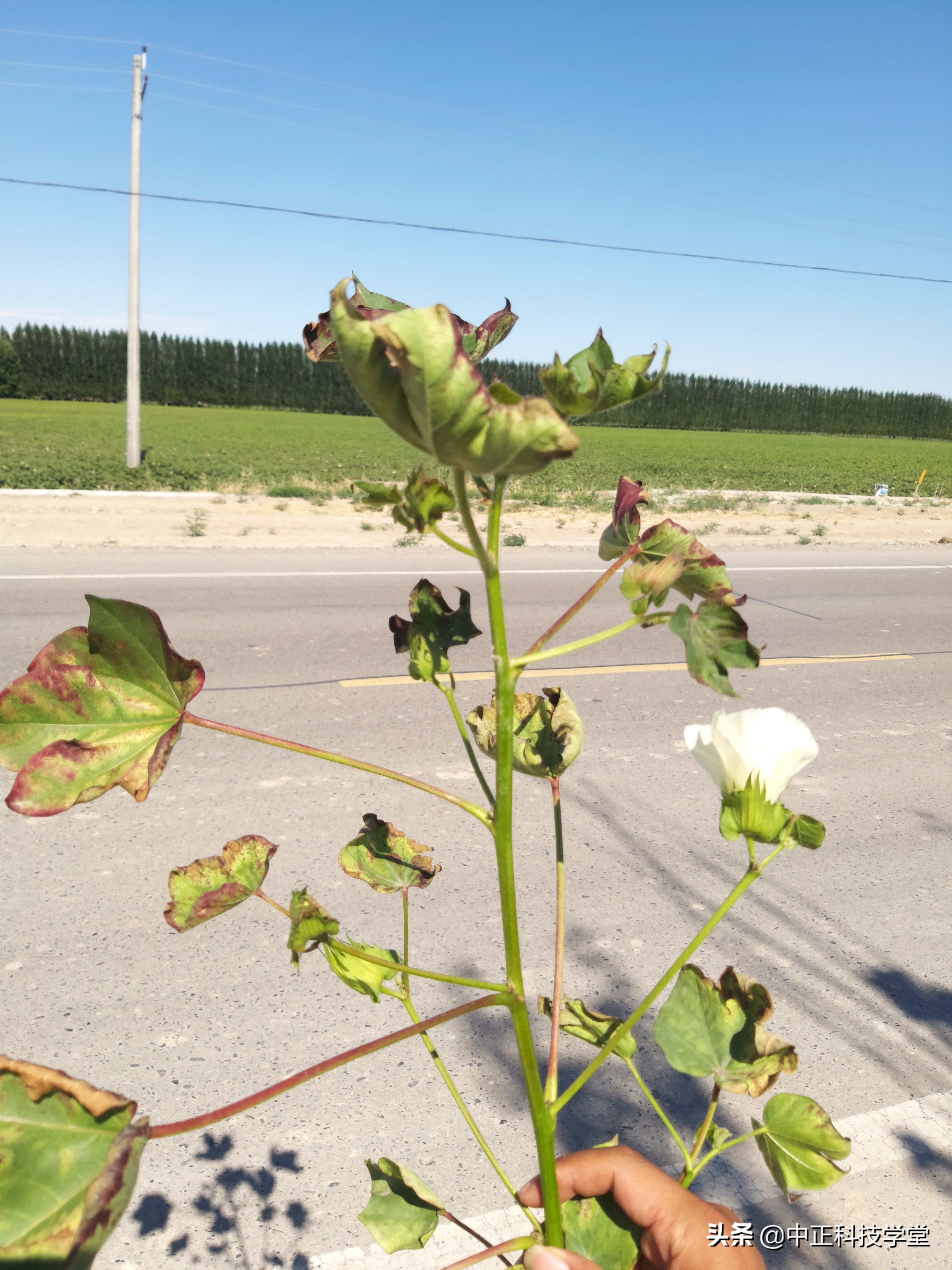 棉花黄萎病最有效的控制方法,棉花黄萎病怎样治