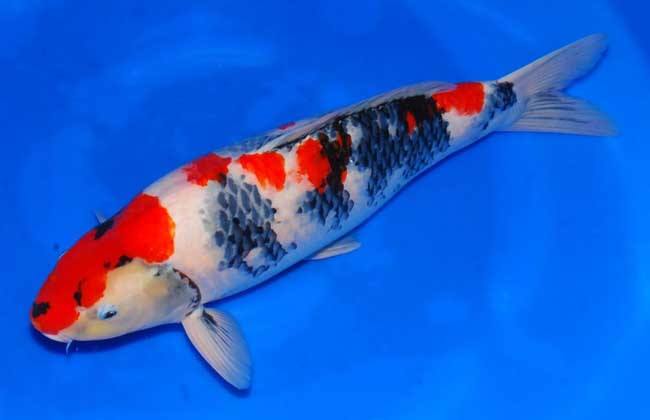 锦鲤收鳍趴缸拒食,观赏鱼锦鲤为什么沉底不游