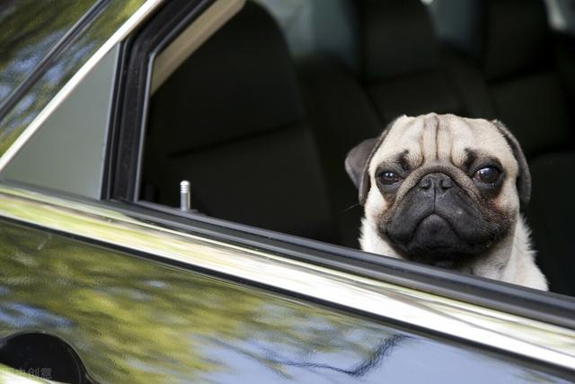 巴哥犬要怎么养才会健康呢,巴哥犬为什么不建议新手养