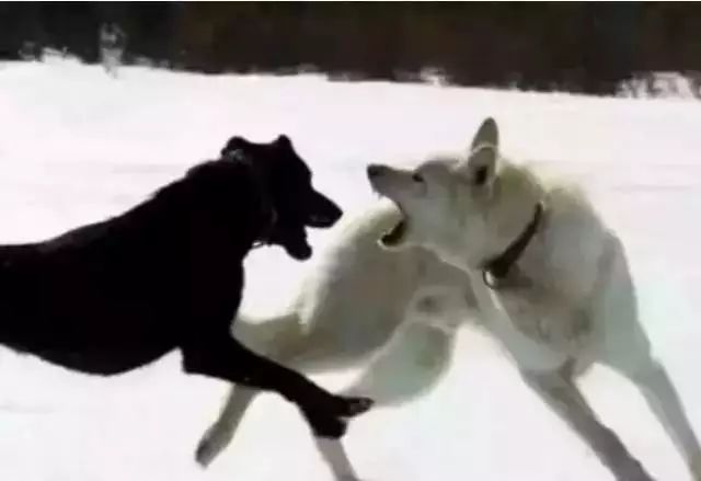 一只狼要吃羊,狼要吃掉羊