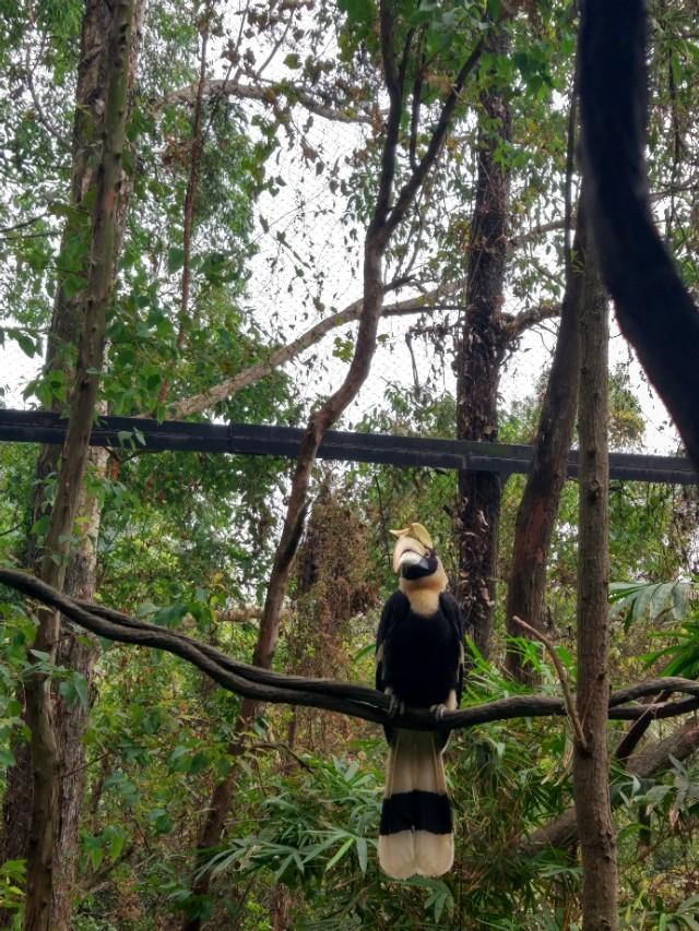 广州长隆野生动物世界二日游,广州长隆野生动物世界步行游览区