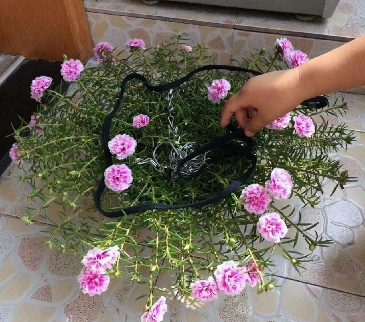 扦插的落地生根多少天可以生根,扦插新手