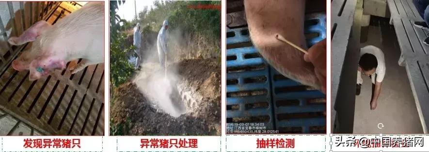 有非瘟如何拔牙,非瘟发生后如何拔牙