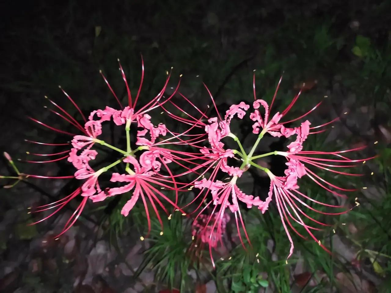 曼珠沙华和曼陀罗哪个有毒 (曼珠沙华可以在室内种吗有毒吗)