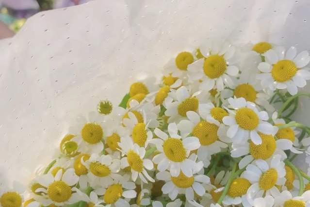 天津市中环花鸟鱼虫市场的位置,天津中环花鸟鱼虫市场现在开了吗