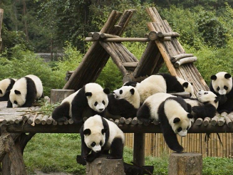 熊猫领养条件有哪些,熊猫可以申请领养吗