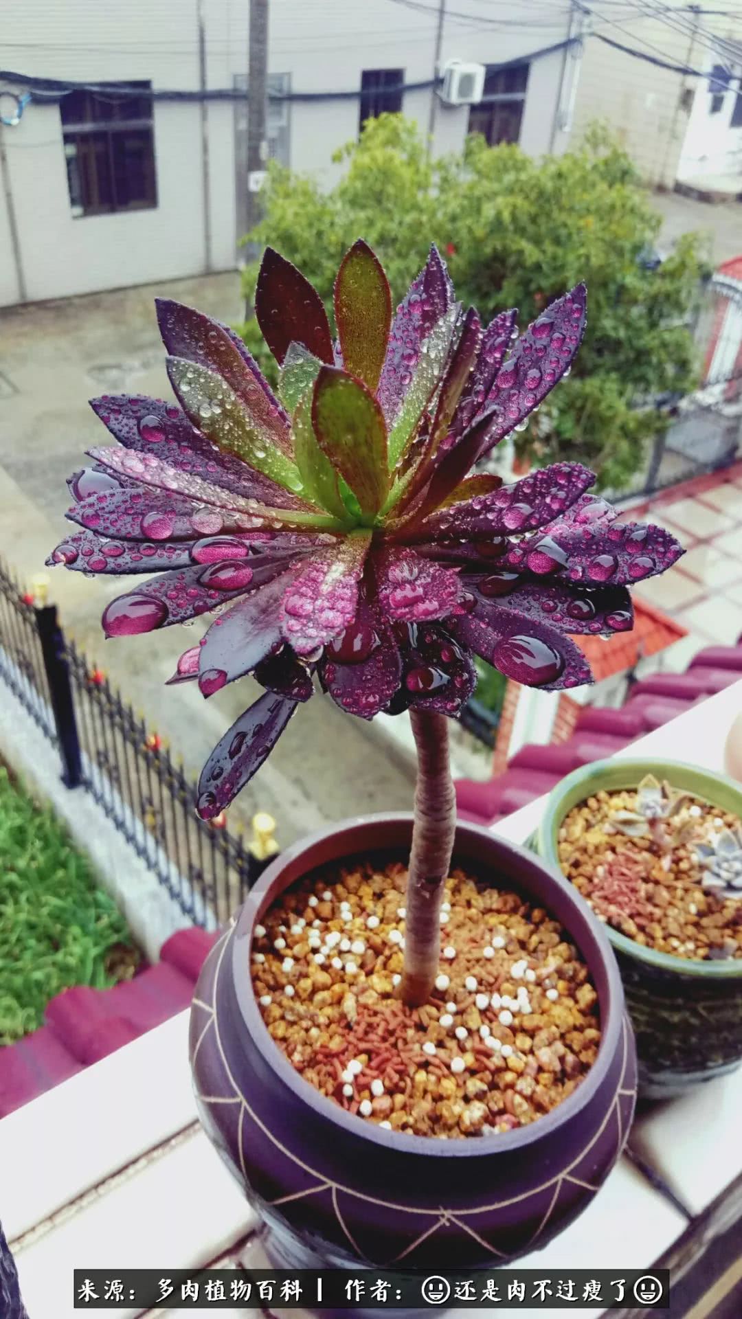 日照弘一法师,日照法师请师父