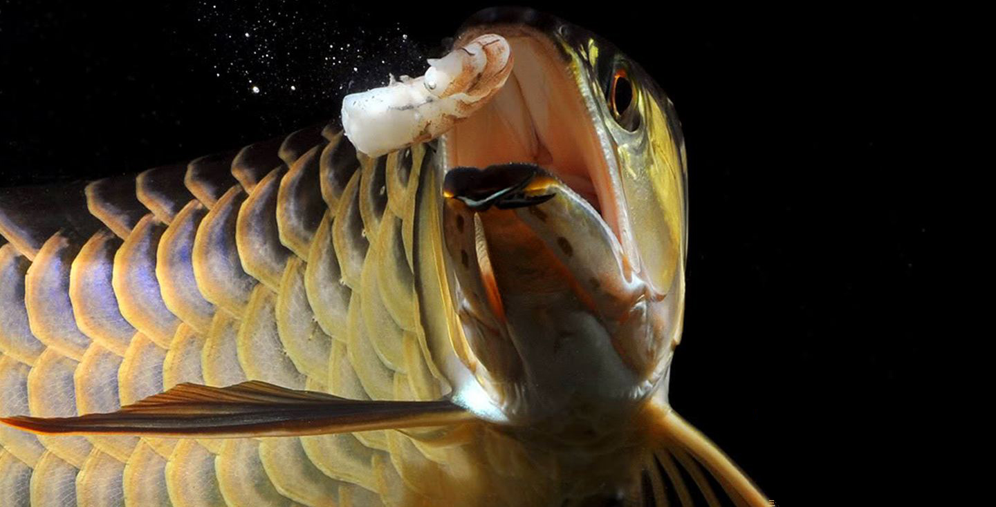 养了十年的龙鱼拒食怎么回事,养了半年龙鱼受到惊吓怎么解决