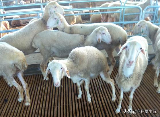 羊怎么分舍管理,羊场环境的好坏对羊的影响有多大