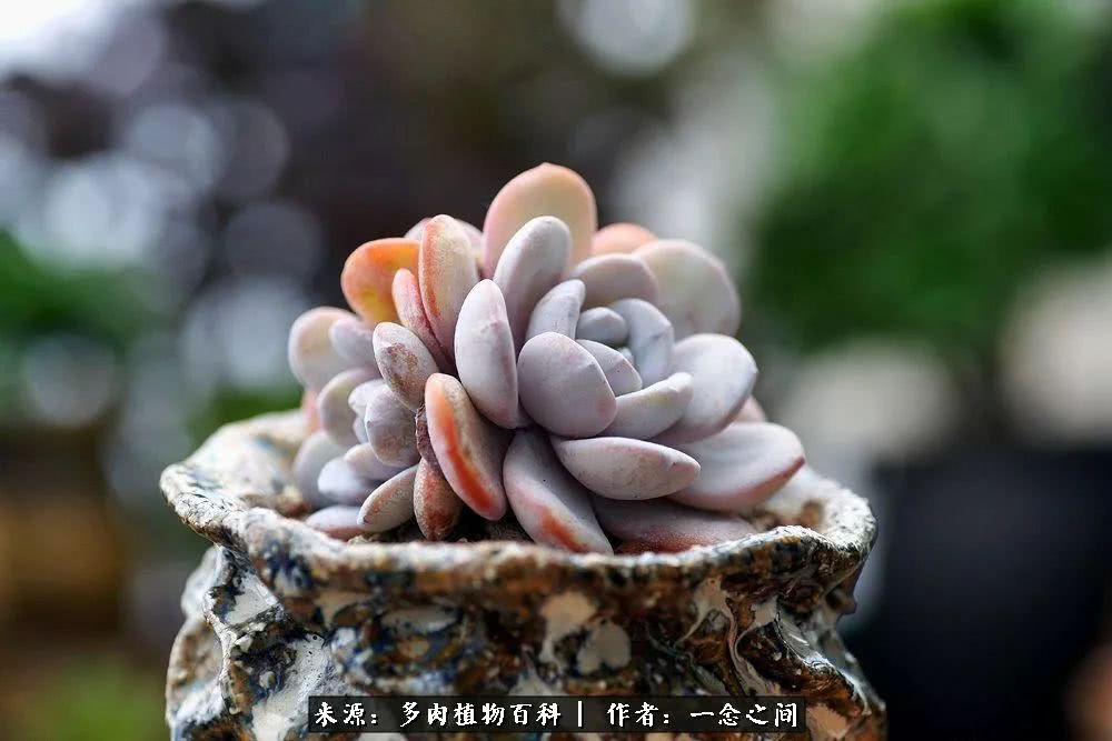 多肉牛群里的“七福神”（下）：男神篇！