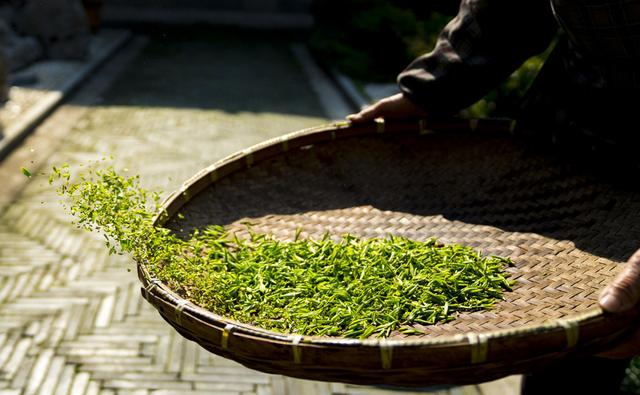做过苏州东山的采茶女，我才品出了这世间的甘甜