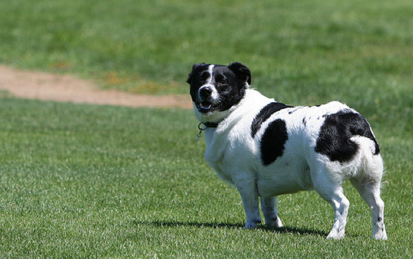 千万不要让你家的猫跟狗玩,千万不要让你家猫和狗待在一块