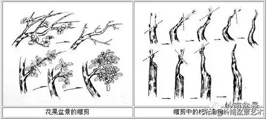 盆景修剪入门书籍,盆景修剪培训视频教程