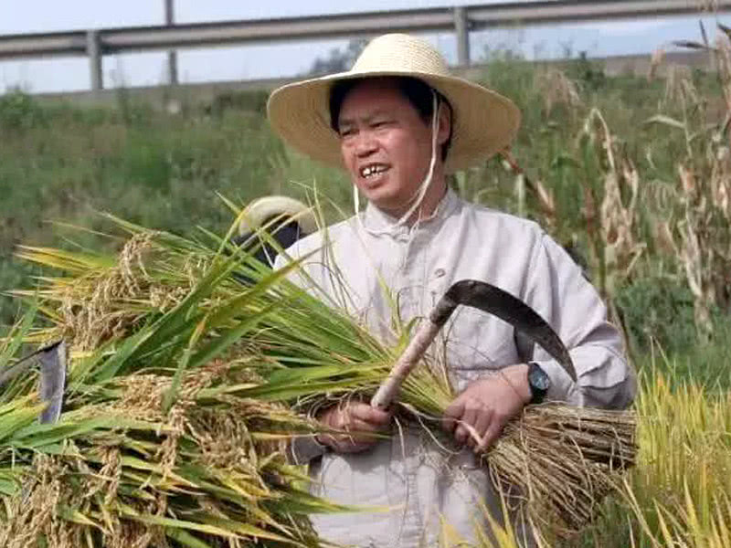 院士专利无偿送农民,农民院士朱有勇的终极梦想