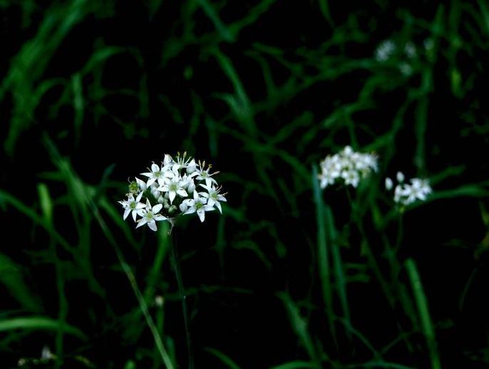 原创诗词—往事如风皆隐去心中幽梦雪莲香