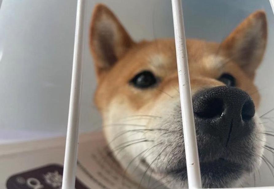 秦皇岛这只网红猫日常“巡逻”你见过吗?岛上还有这些撸猫好去处~