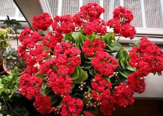 盆栽蚂蚁怎么快速处理掉,盆栽里面有蚂蚁怎么消除