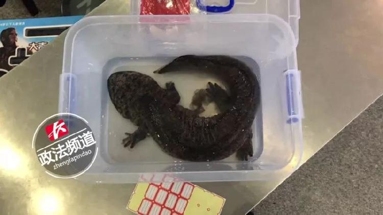 男子带鸟进站被拒后续,男子带鸟进站闯安检