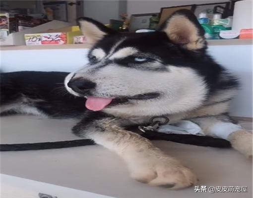 狗狗们天生好斗，被蛇“亲”过后脸都肿成了猪头，真不让人省心啊