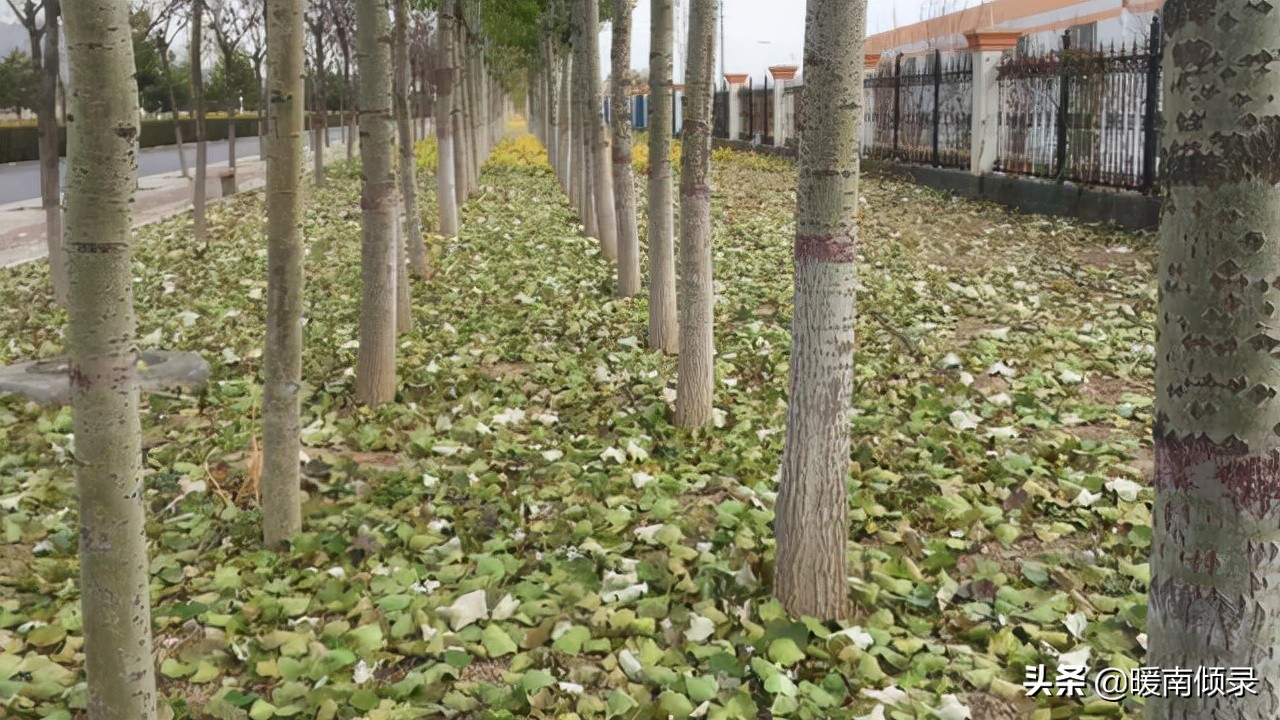 亡人不撞七是啥意思,逝去的人不犯七有什么说法