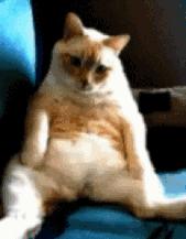 猫在床上尿臭味怎么消除,猫咪放了屁整个身子都臭