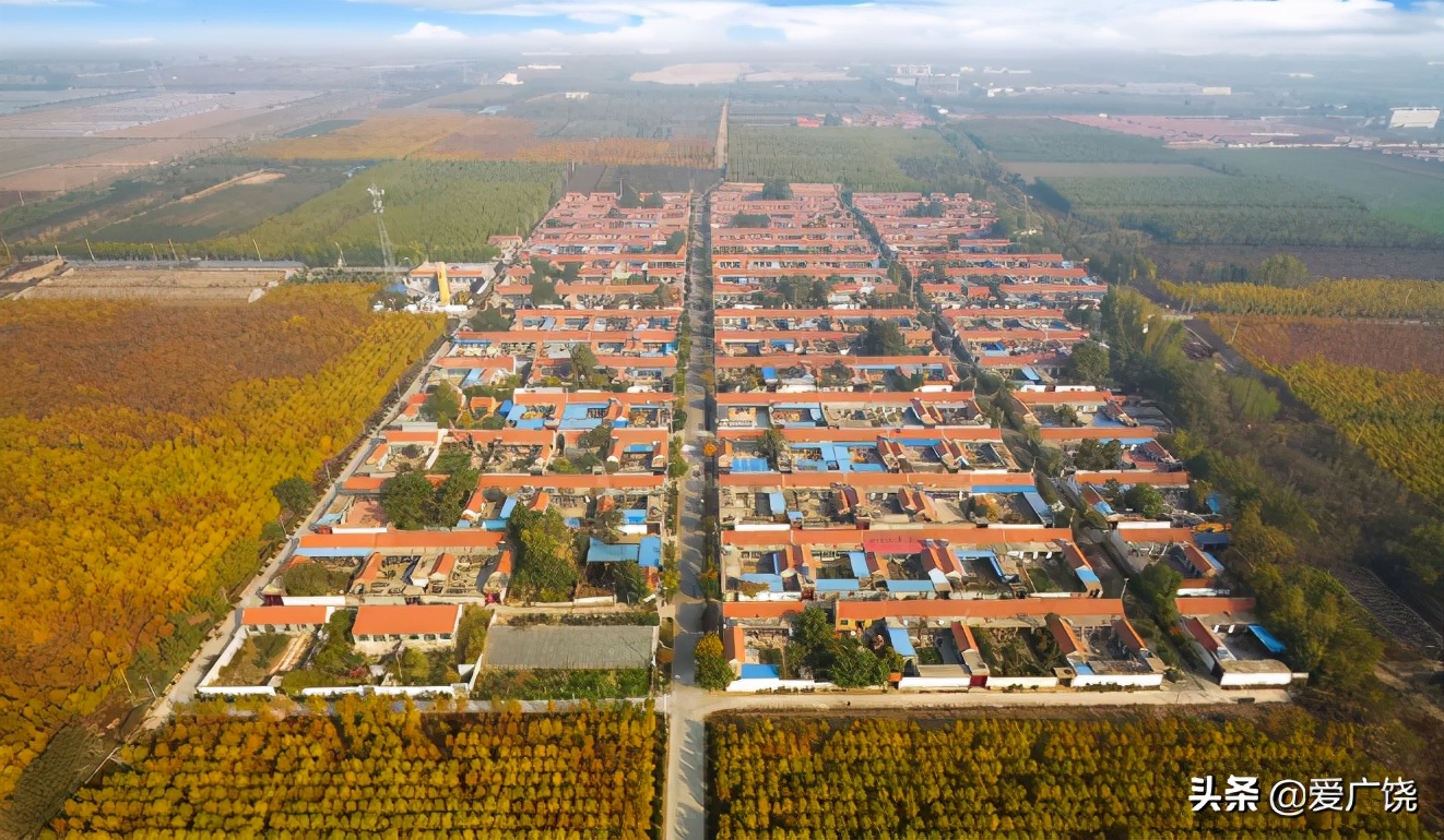 广饶县藏红花种植,广饶县藏红花