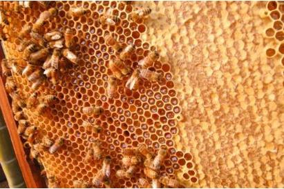 失王群有急造王台之后应怎么处理,失王群如何介入新蜂王台