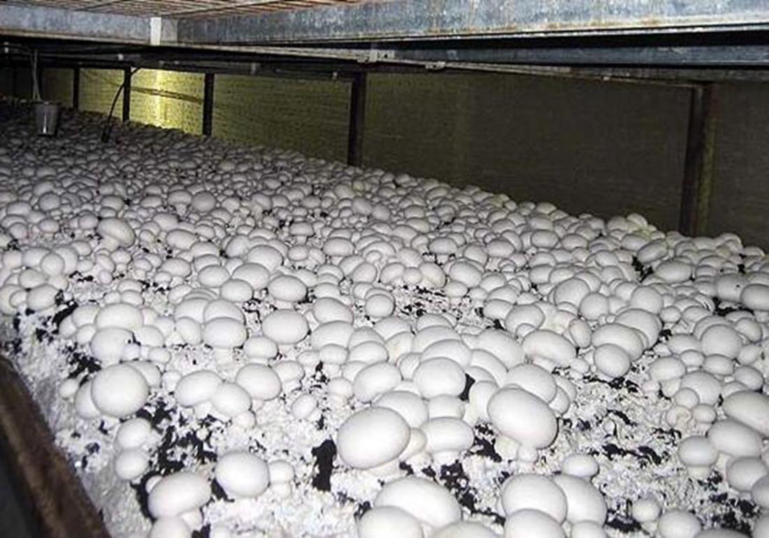 蘑菇的种植和繁殖,蘑菇种植如何配制基料