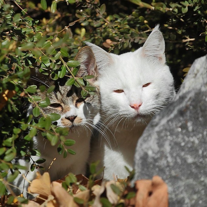 猫咪发情时我们应该怎么办？大掌柜带你了解猫咪的发情期！