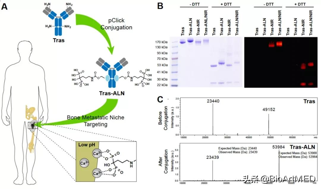 乳腺癌骨转移口服靶向药,乳腺癌骨转移新药