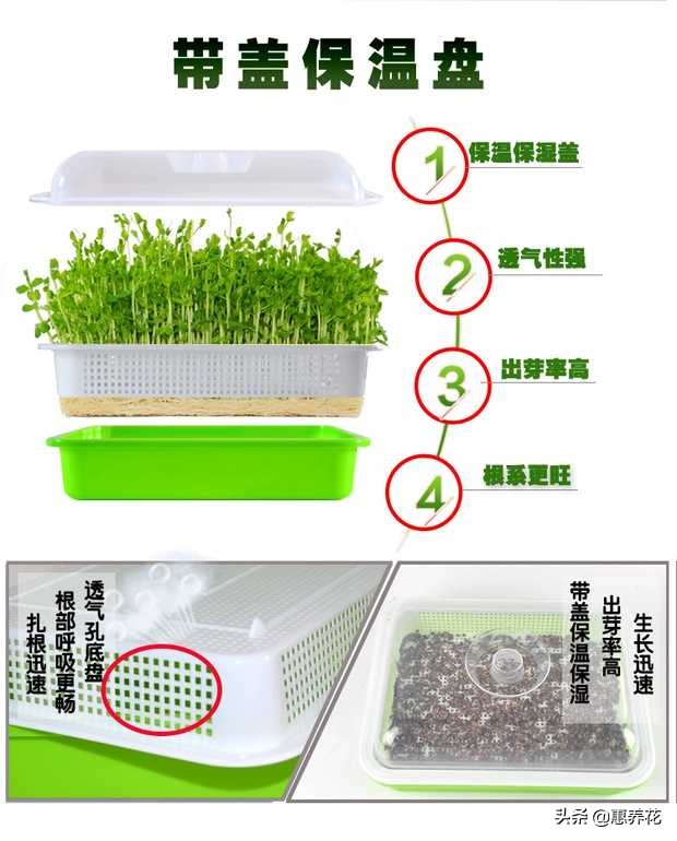 芽苗菜怎么做好吃又简单,芽苗菜如何种植水培