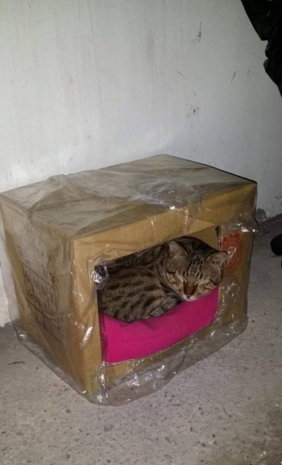 怎么帮流浪猫度过冬天,怎样帮助流浪猫狗