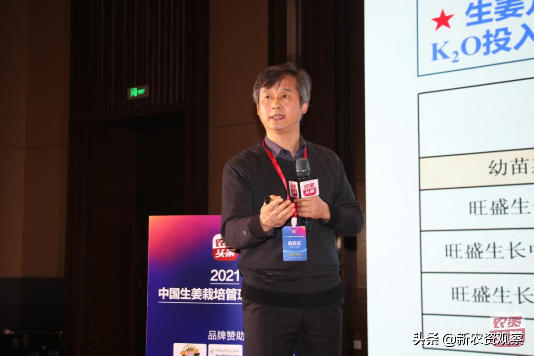 生姜栽培管理新技术,中国生姜栽培管理技术峰会