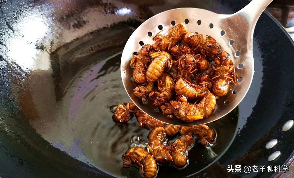 最近知了猴在哪个国家成灾,疯狂的知了