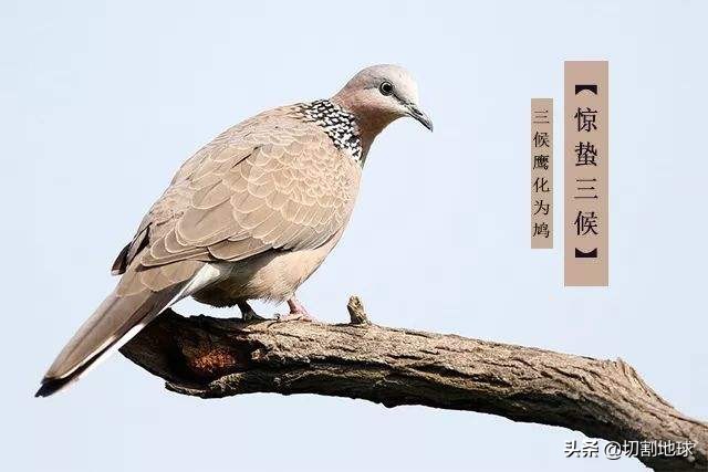 鸠杖的寓意是什么,汉代鸠杖有多厉害