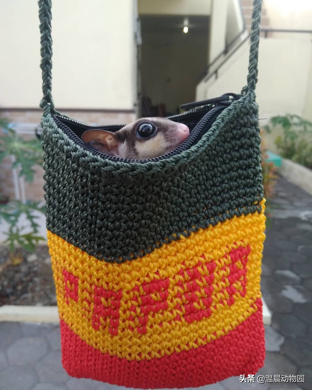 蜜袋鼯的各种叫声,蜜袋鼯发出小狗的叫声怎么回事