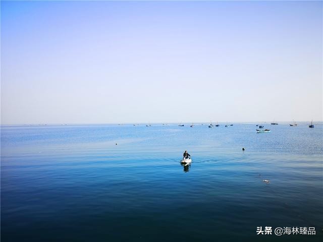 野生海参探店,野生海参采捕视频大全