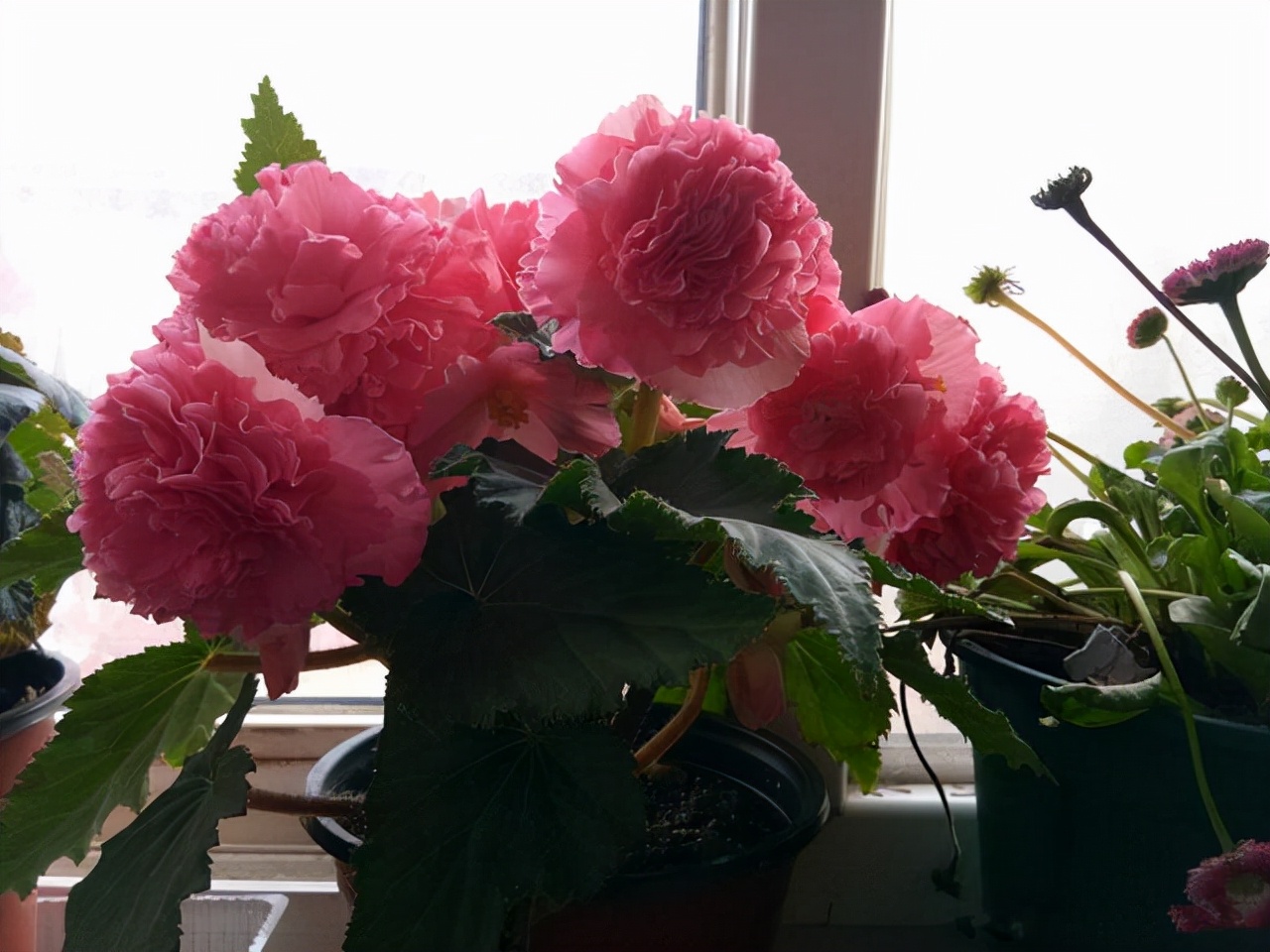 五种最好养的木本盆栽,懒人也可以养的盆栽好看又耐活