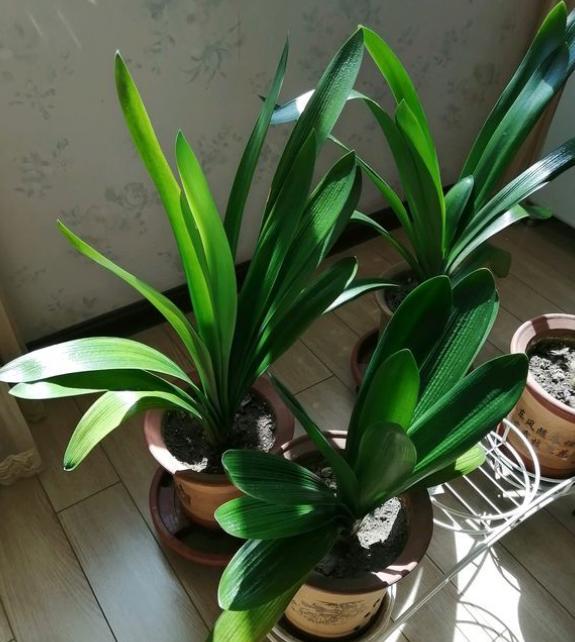 8月份能给君子兰换盆的正确方法,5年君子兰换盆的正确方法