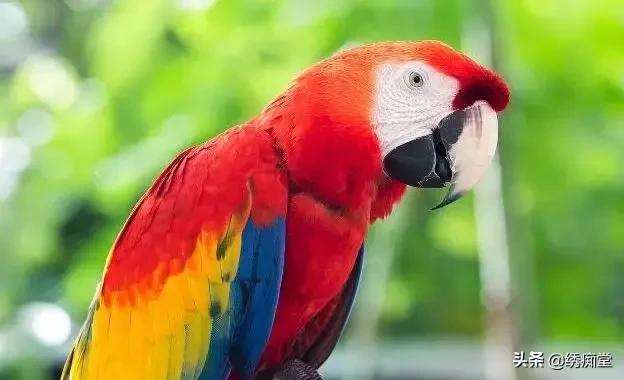 同时养两只鹦鹉打架怎么办,一起养两个鹦鹉怎么去训练