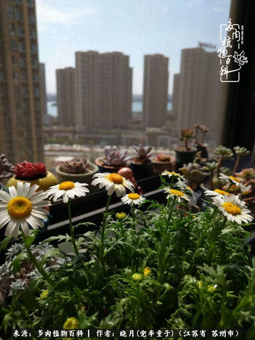 六年时间环游22个国家,却被多肉小萌物征服