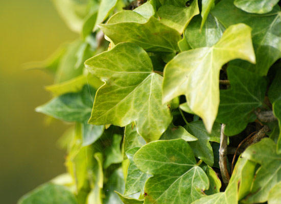 常春藤一年长多少厘米,常春藤多少天淋一次水